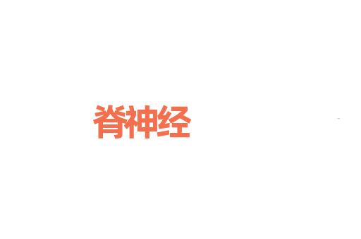 脊神经